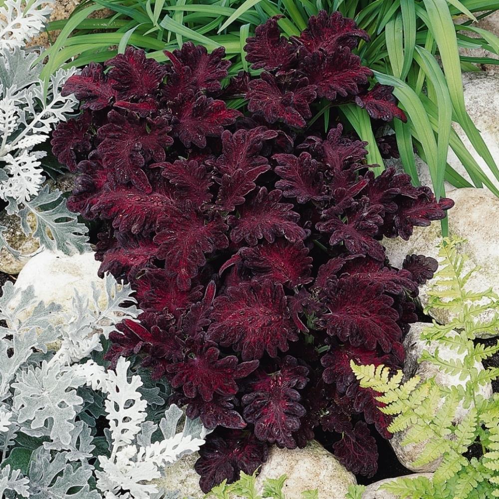 Coleus 'Black Dragon'