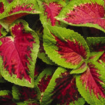 Coleus 'Watermelon'