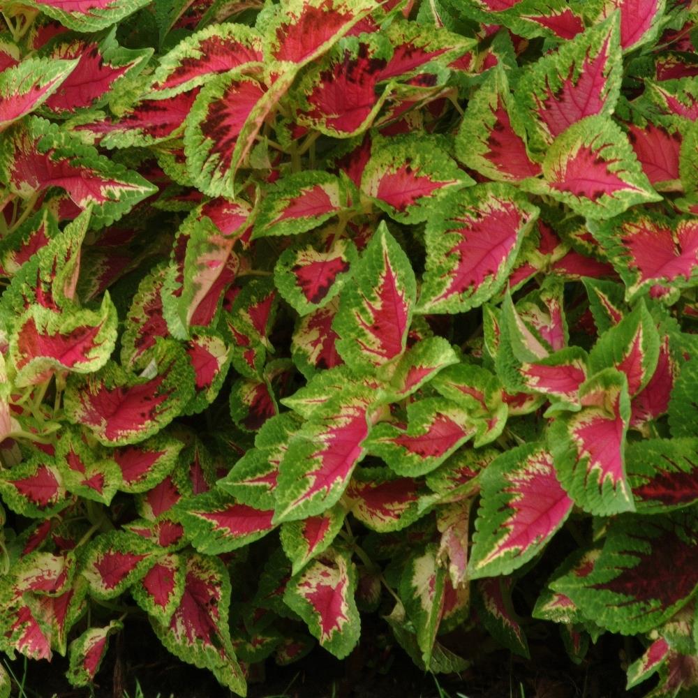 Coleus 'Watermelon'