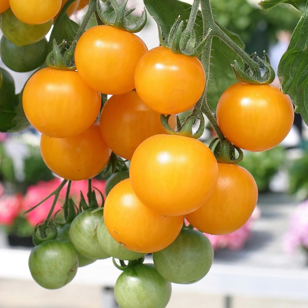 Tomato 'Tumbling Tom Yellow' X5