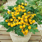 Tomato 'Tumbling Tom Yellow' X5