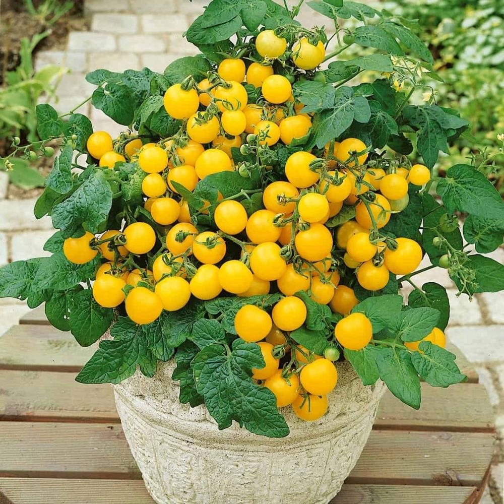 Tomato 'Tumbling Tom Yellow' X5