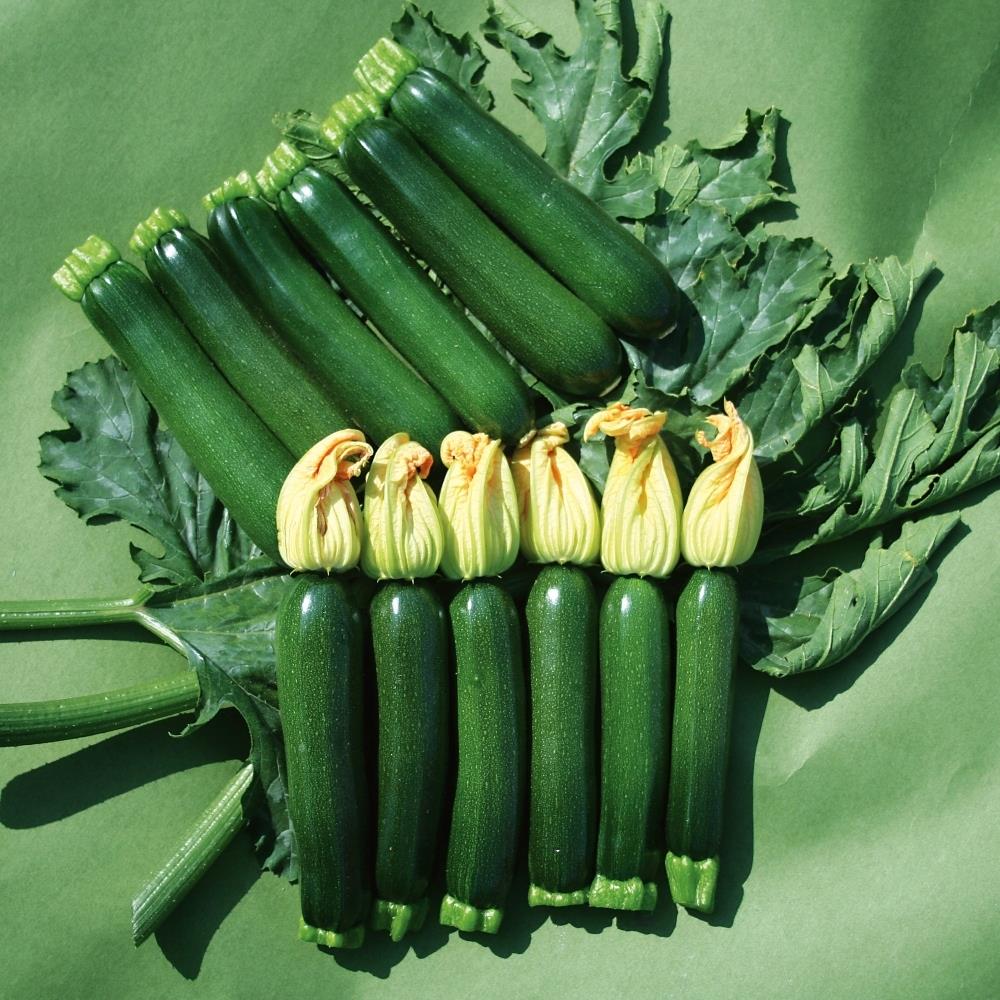 Courgette F1 'Midnight' X3