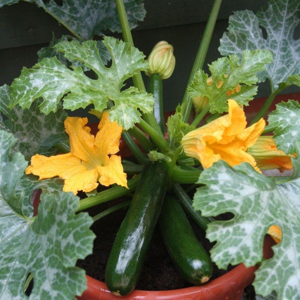 Courgette F1 'Midnight' X3