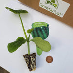 Courgette F1 'Midnight' X3