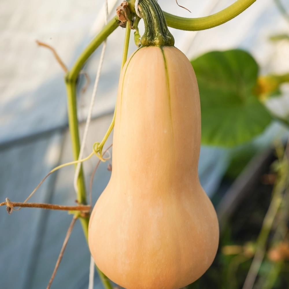 Butternut Squash 'Butternut Hunter' Plug Plants x 3 Grow Your Own