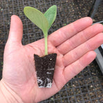 Butternut Squash 'Butternut Hunter' Plug Plants x 3 Grow Your Own