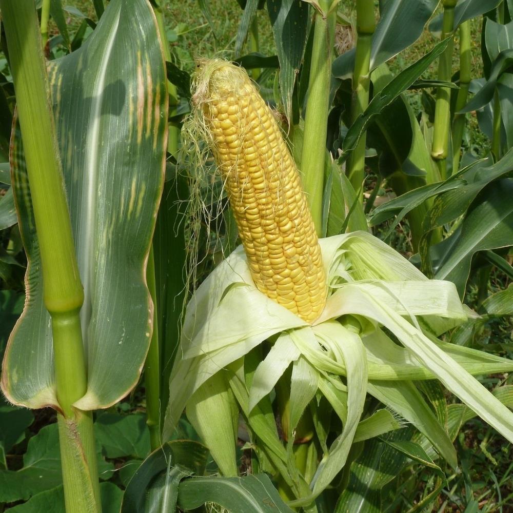 Sweetcorn 'Goldcrest' X3