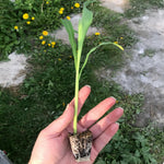 Sweetcorn 'Goldcrest' X3