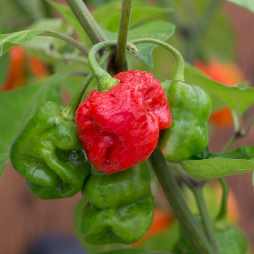 Chilli Pepper 'Armageddon' X3 (Hot)