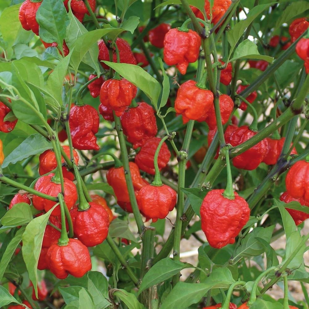 Chilli Pepper 'Armageddon' X3 (Hot)