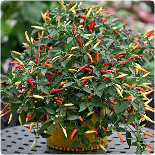 Pepper 'Basket of Fire' (Hot) X3