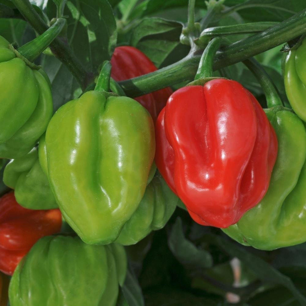 Chilli Pepper 'Scotch Bonnet' Plug Plant Kit