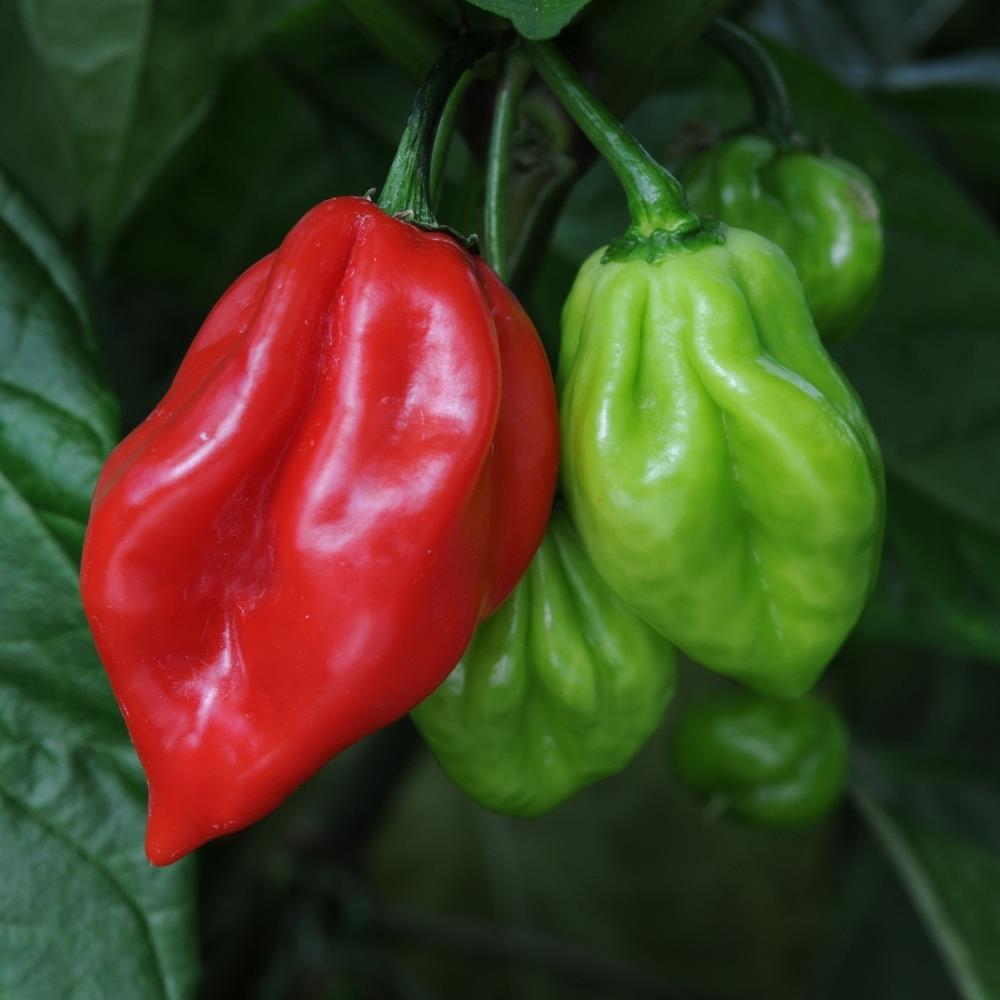 Chilli Pepper 'Scotch Bonnet' Plug Plant Kit