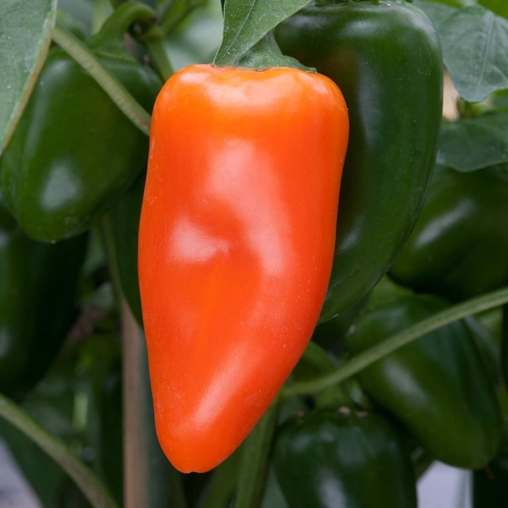 Sweet Pepper 'Snack Orange' X3