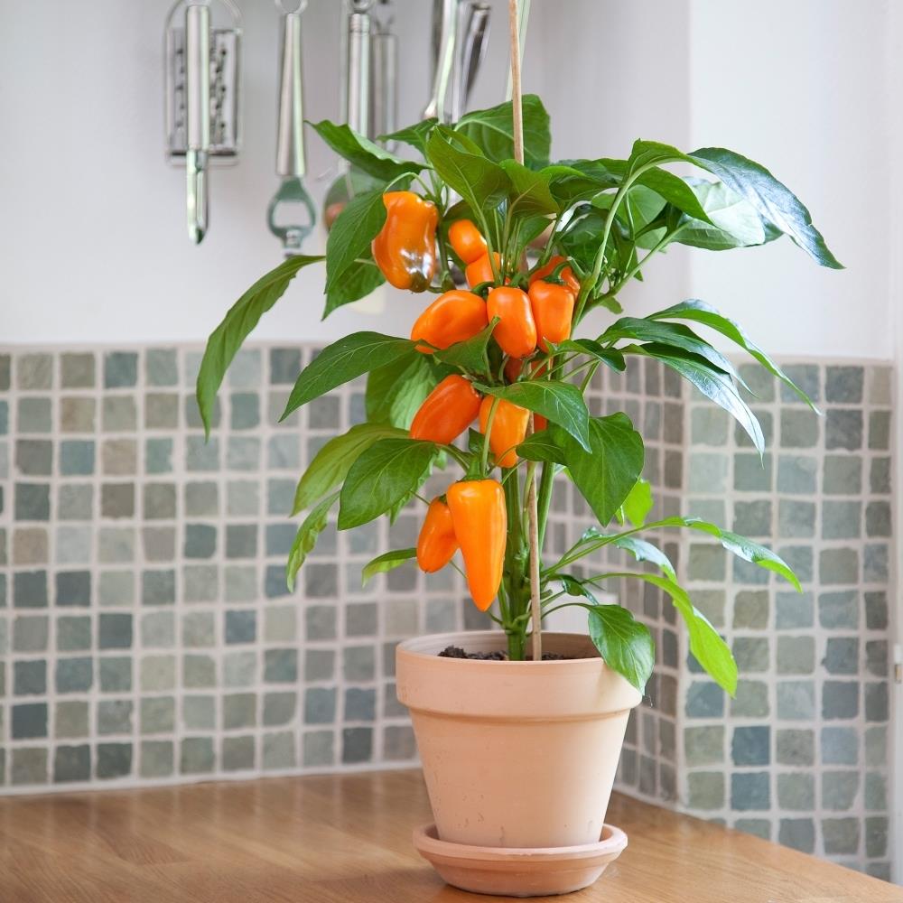Sweet Pepper 'Snack Orange' X3