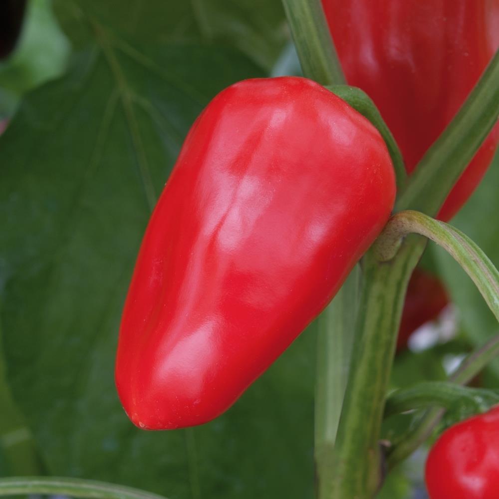 Sweet Pepper F1 'Snack RED' X3