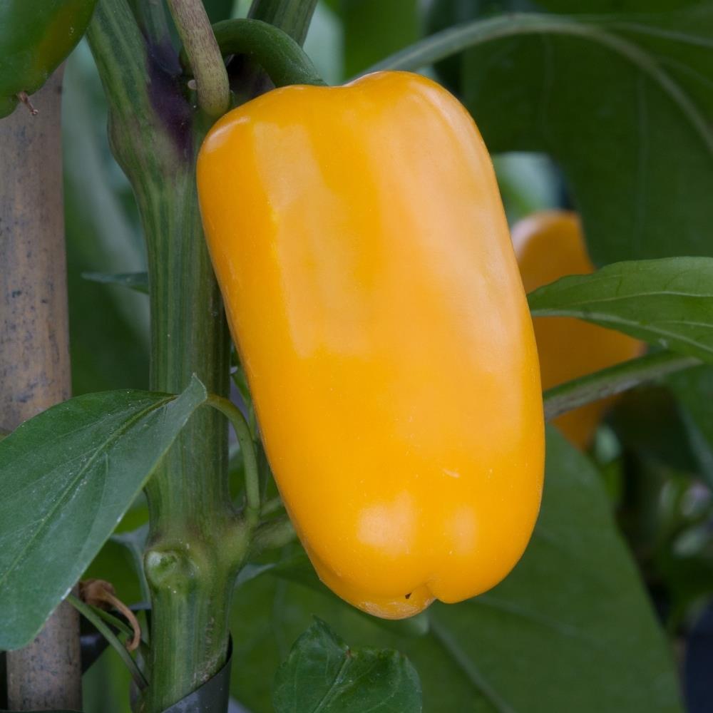 Sweet Pepper F1 'Snack Yellow' X3