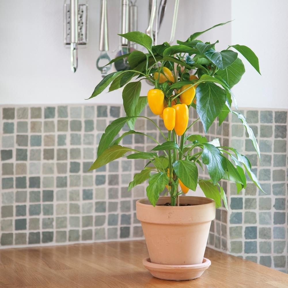 Sweet Pepper F1 'Snack Yellow' X3