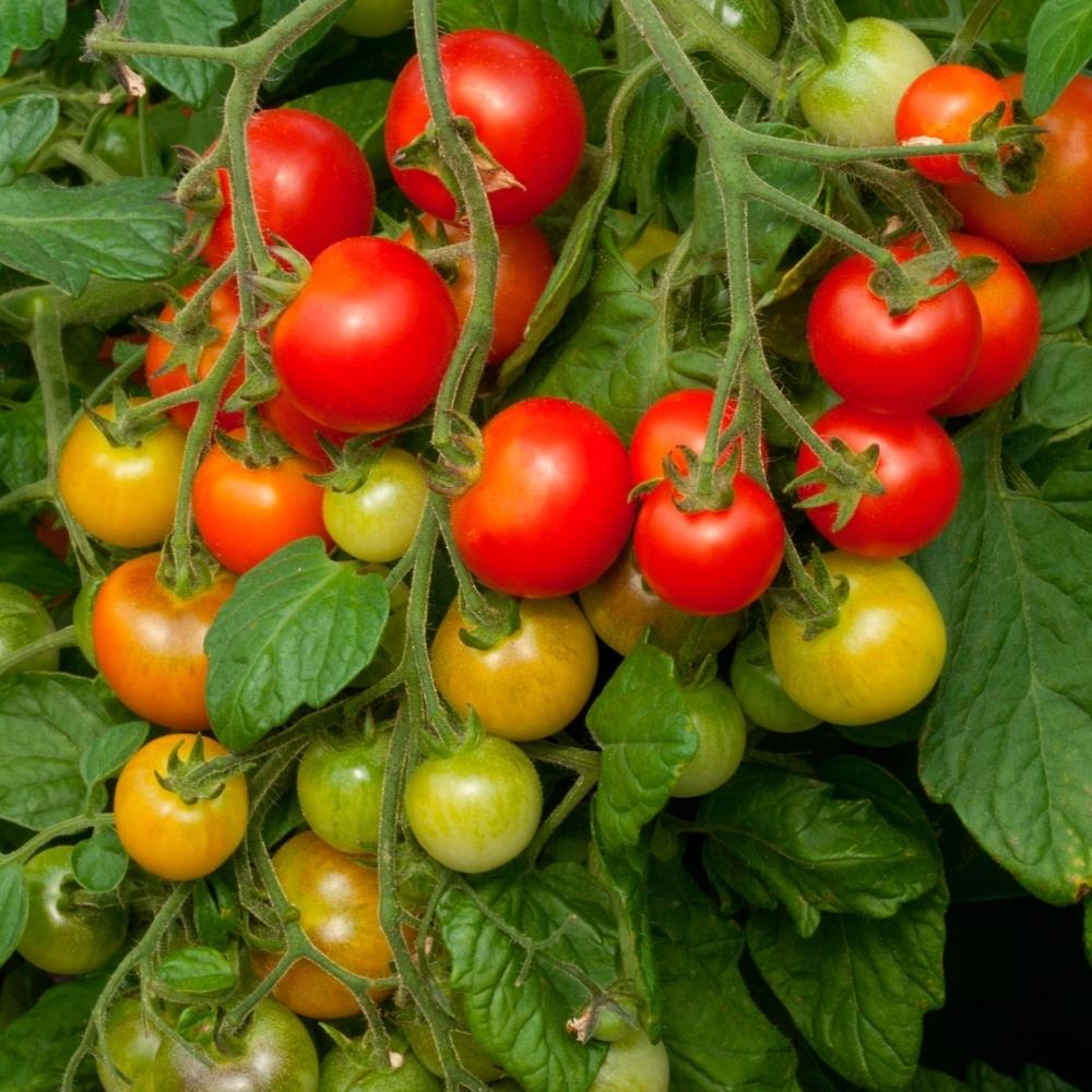 Tomato 'Cherry Falls' X5