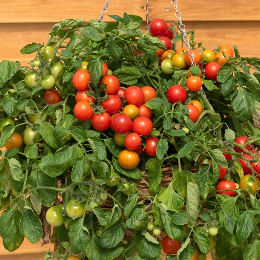 Tomato 'Cherry Falls' X5