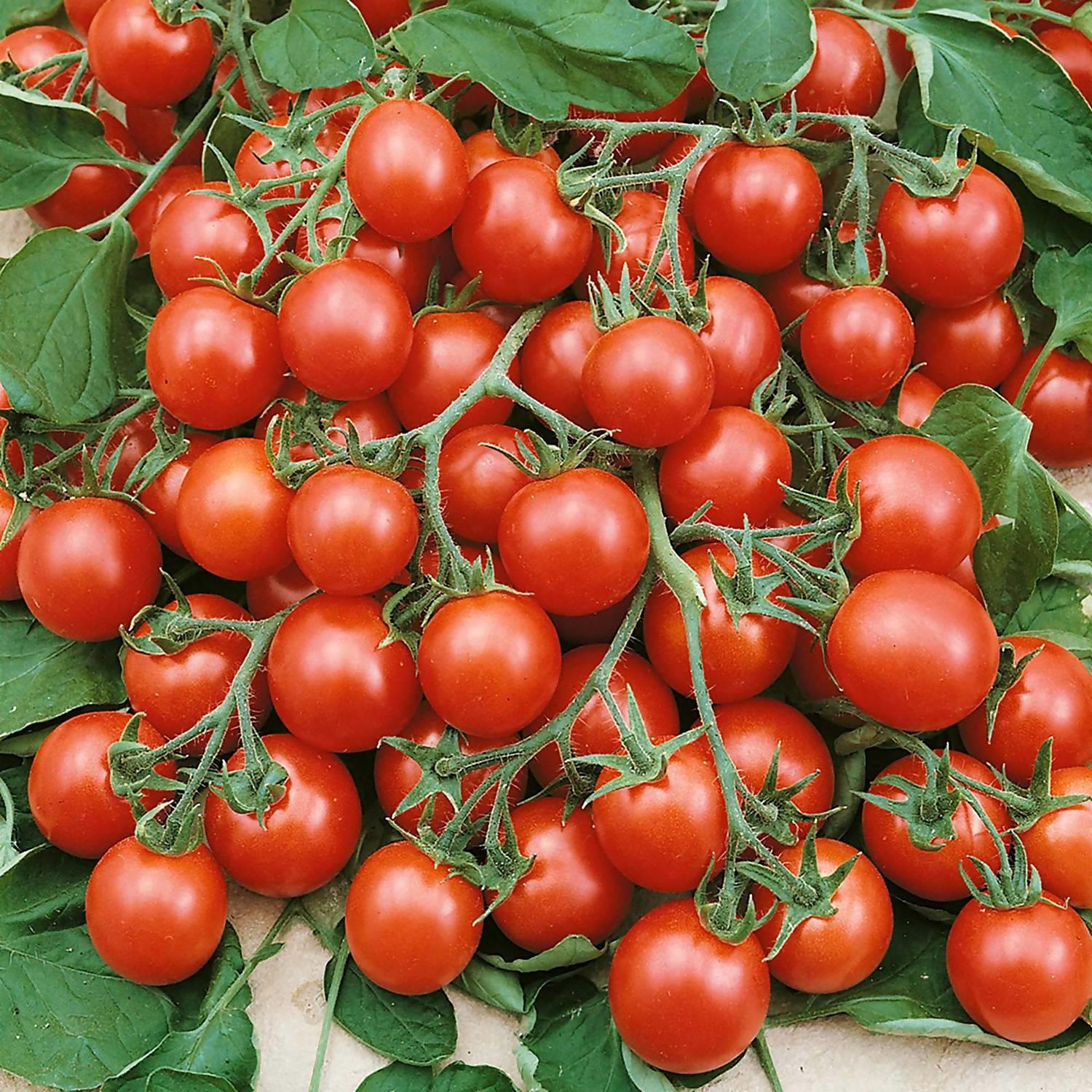 Tomato 'Tumbling Tom Red' X5