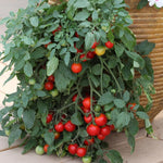 Tomato 'Tumbling Tom Red' X5