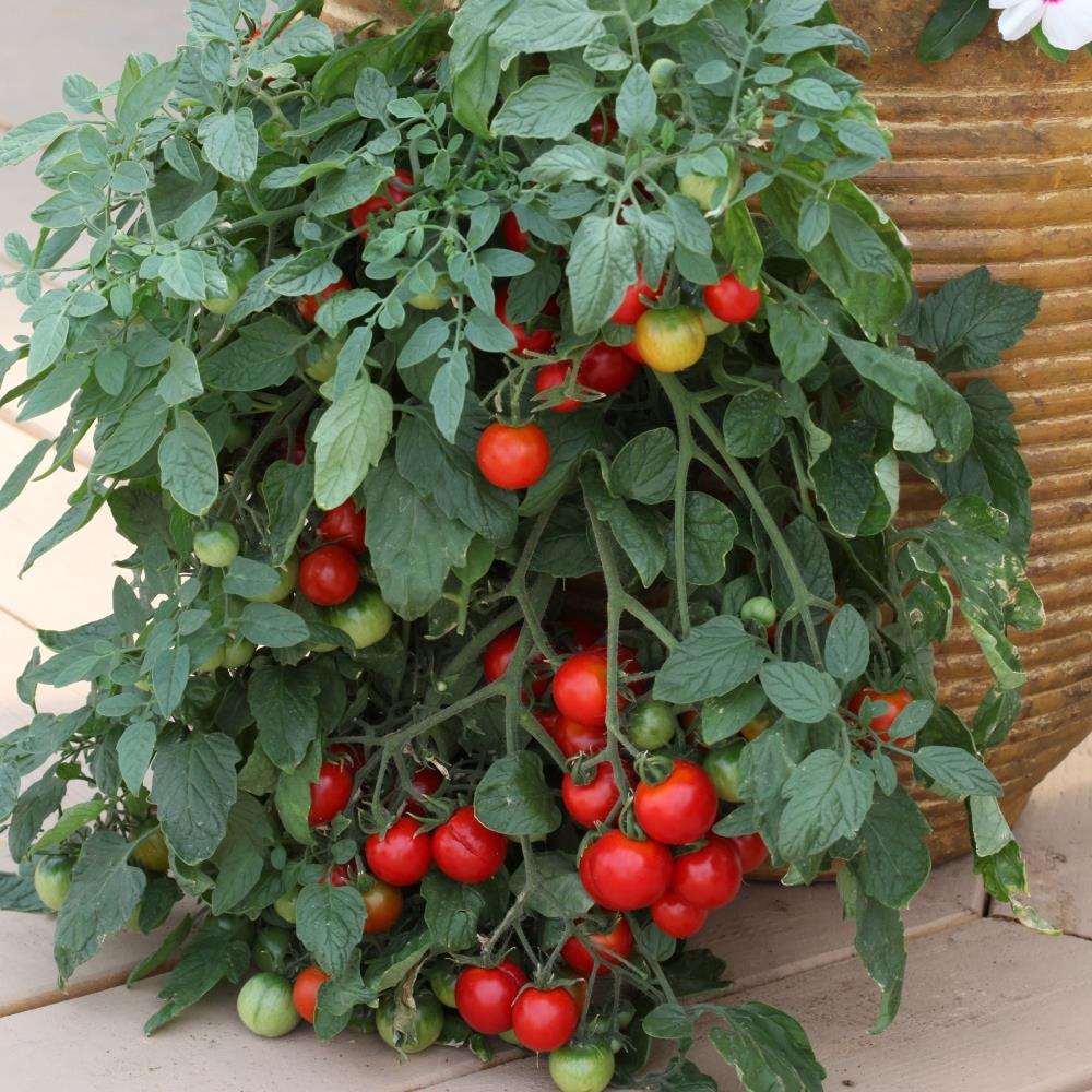Tomato 'Tumbling Tom Red' X5