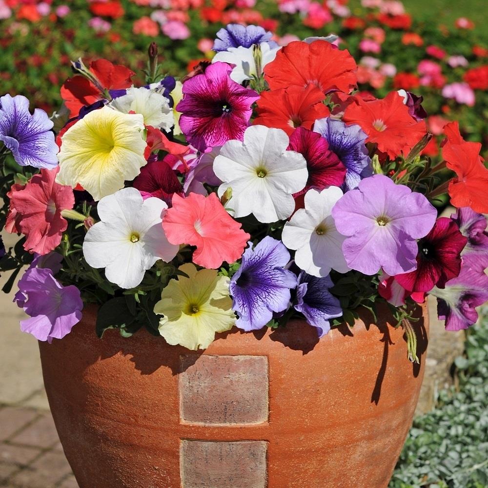 Petunia Frenzy Mixed X12