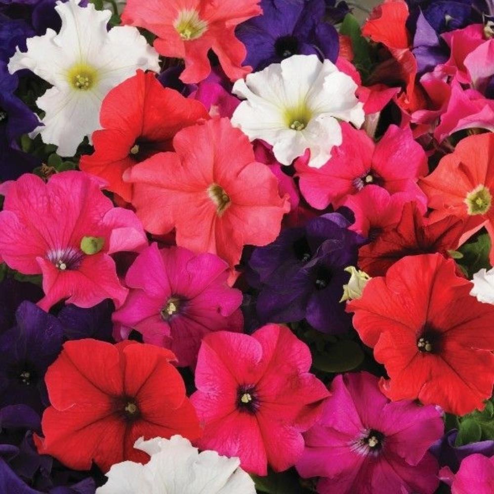 Petunia Frenzy Mixed X12