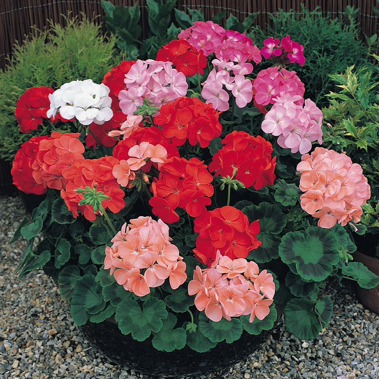 Geranium 'Horizon Mixed' X6