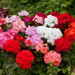 Geranium 'Horizon Mixed' X6