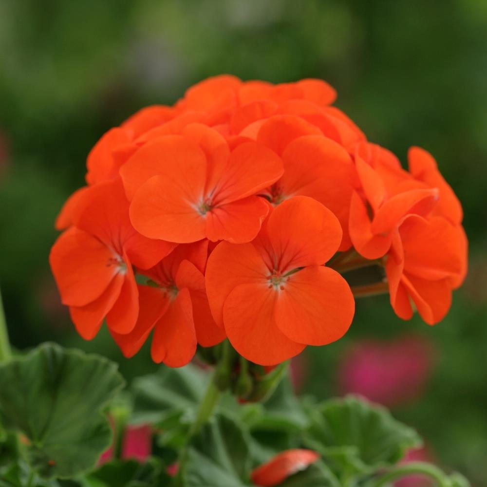 Geranium 'Horizon Orange' X6