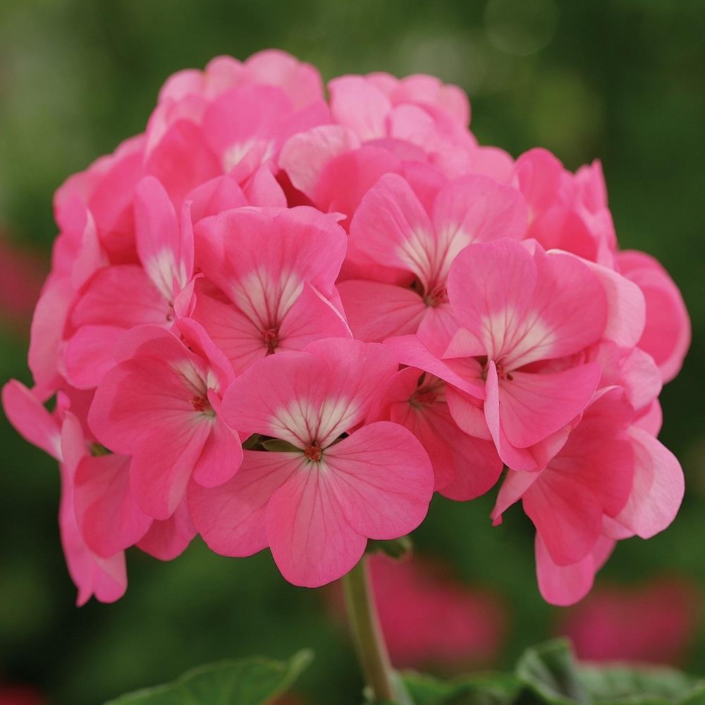 Geranium 'Horizon Pink' X6