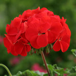 Geranium 'Horizon Red' X6