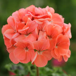 Geranium 'Horizon Deep Salmon' X6