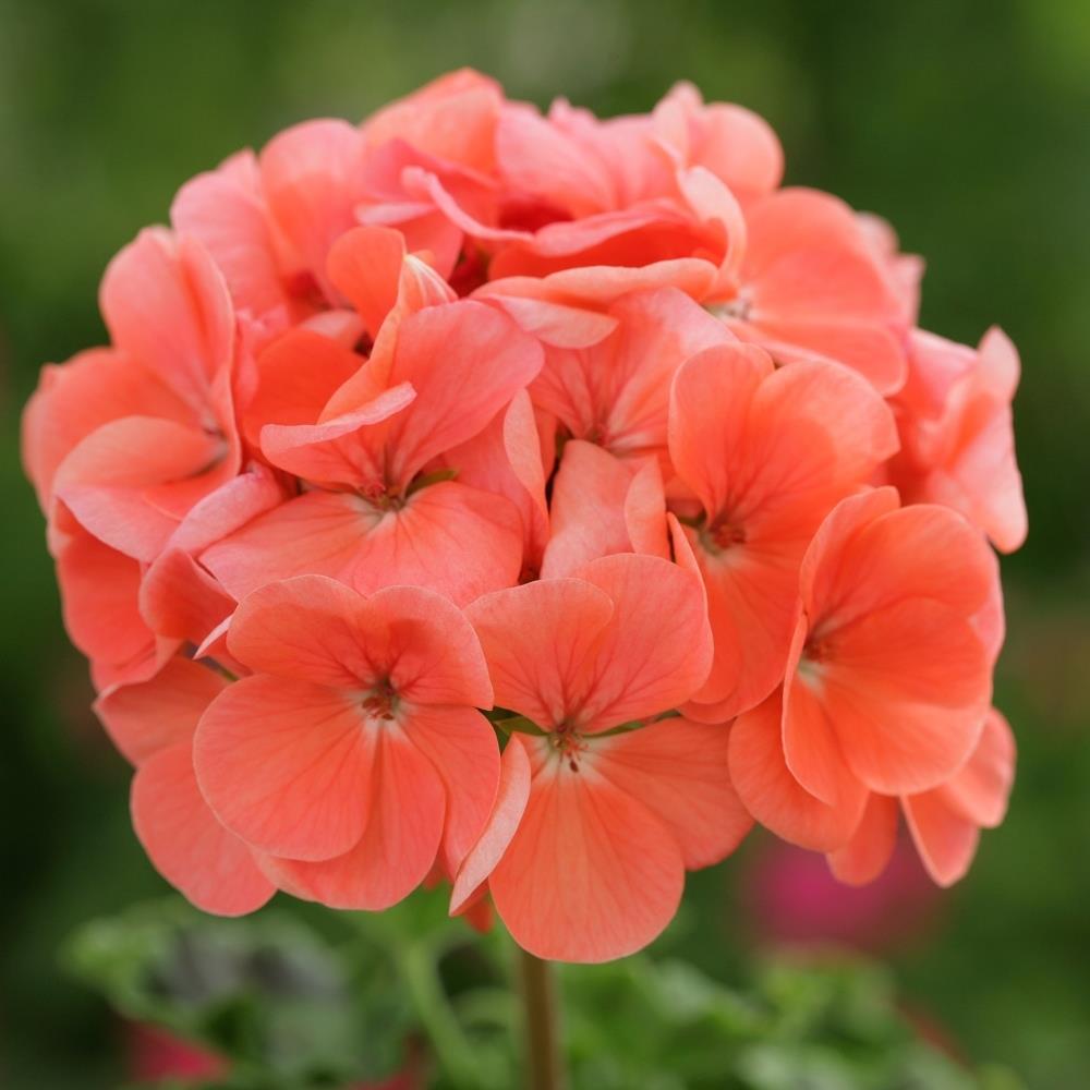 Geranium 'Horizon Deep Salmon' X6