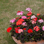 Geranium Horizon 'Shadow Mix' X6