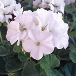 Geranium 'Horizon White' X6