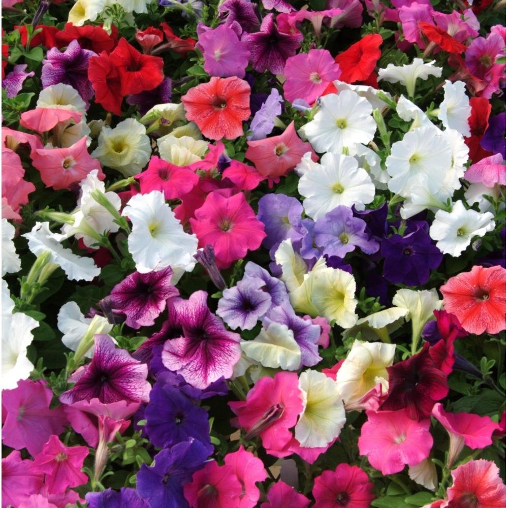 Petunia Frenzy Mixed X24