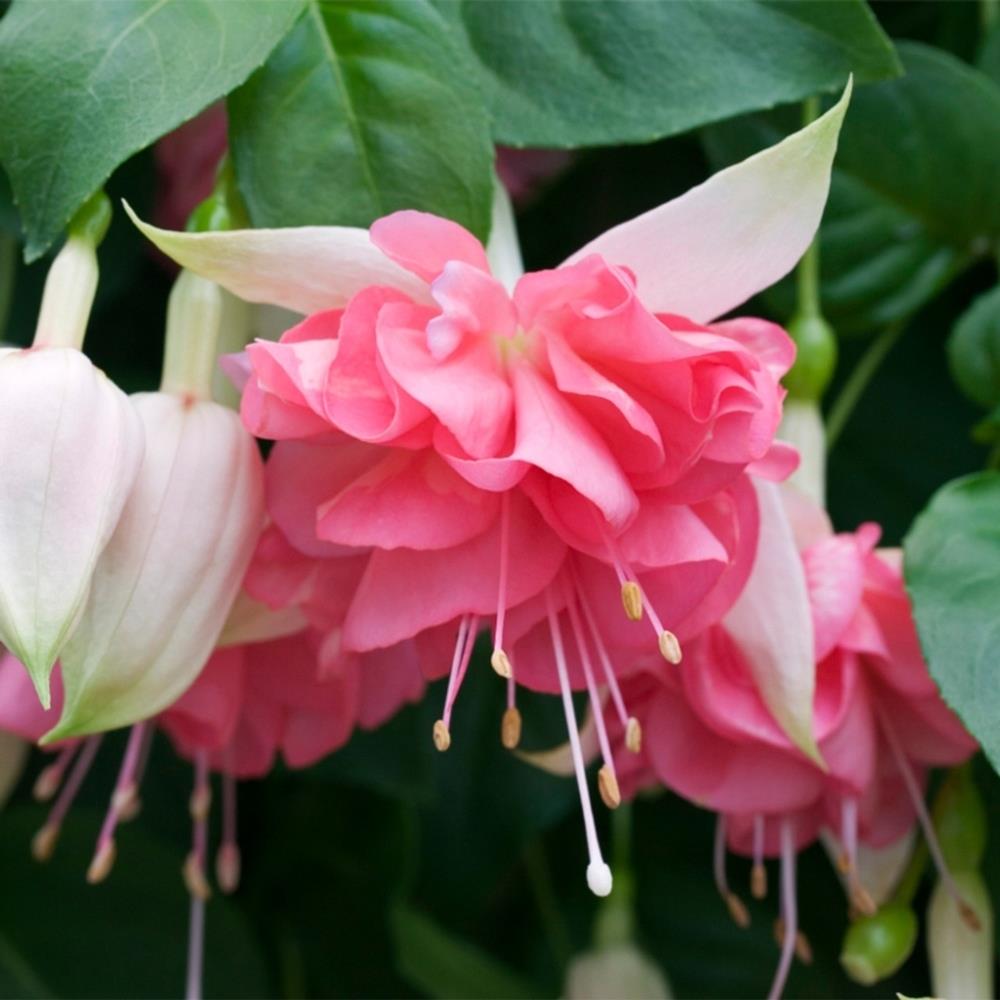 Fuchsia 'Bella Rosella' X5