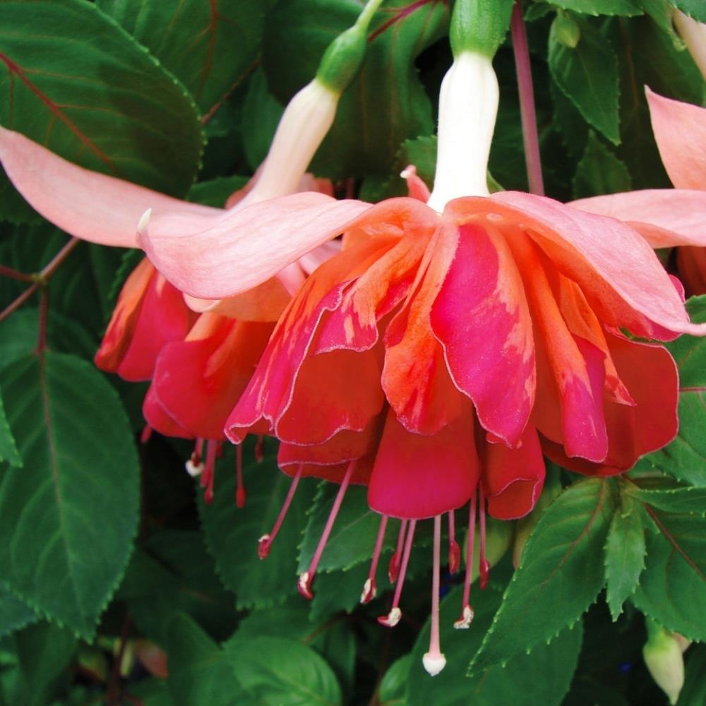 Fuchsia 'Bicentennial' X5