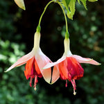 Fuchsia 'Bicentennial' X5