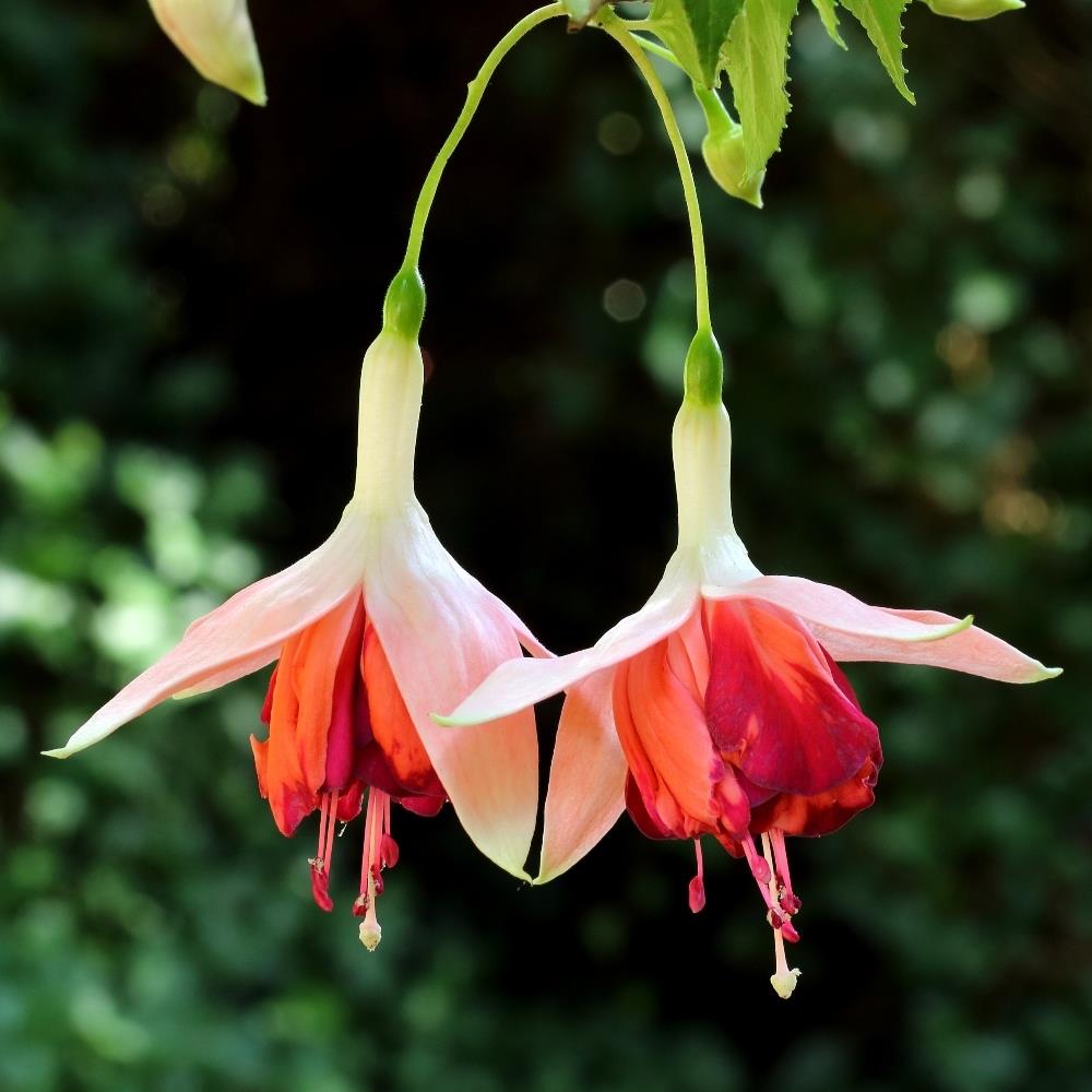 Fuchsia 'Bicentennial' X5