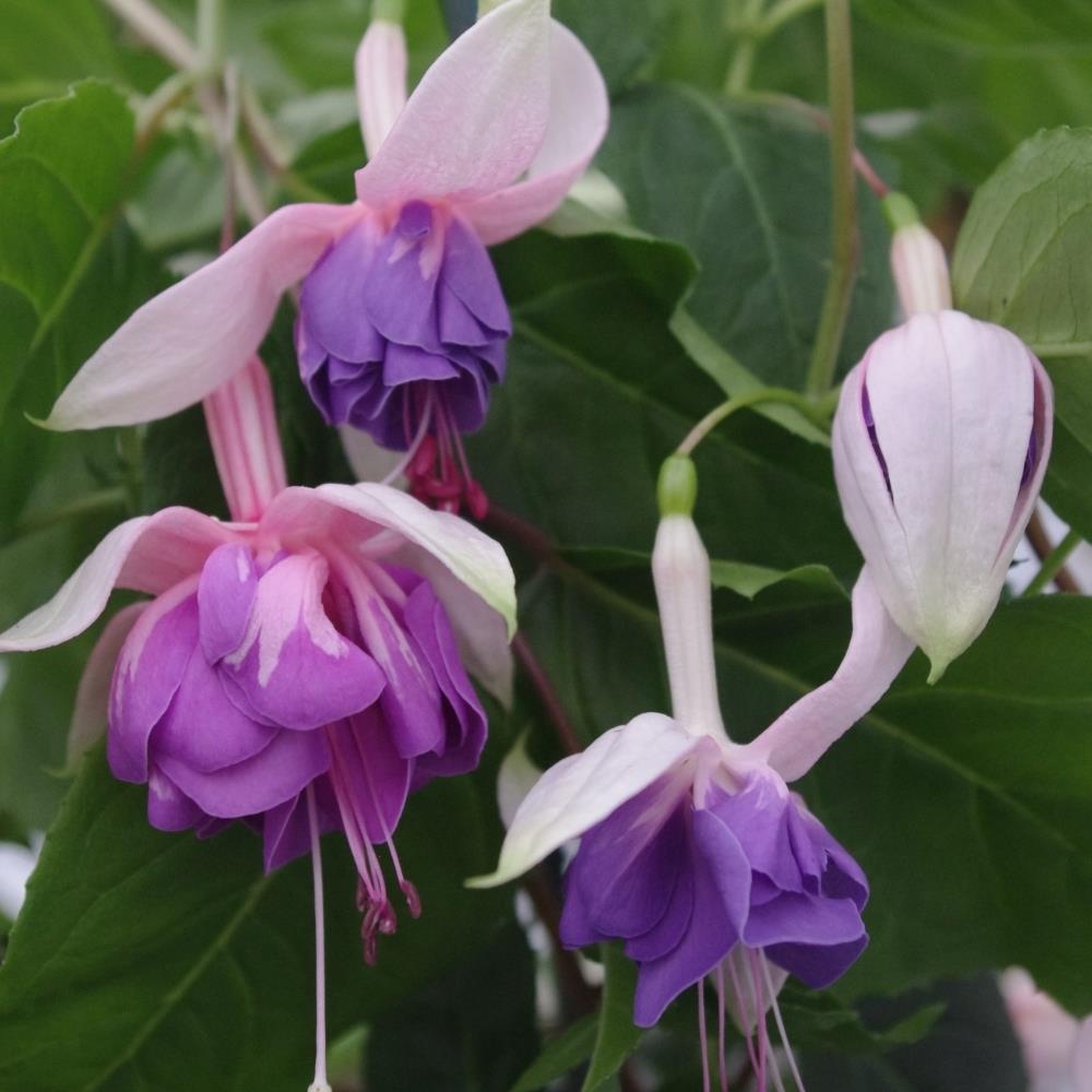 Fuchsia 'Blue Mirage' X5