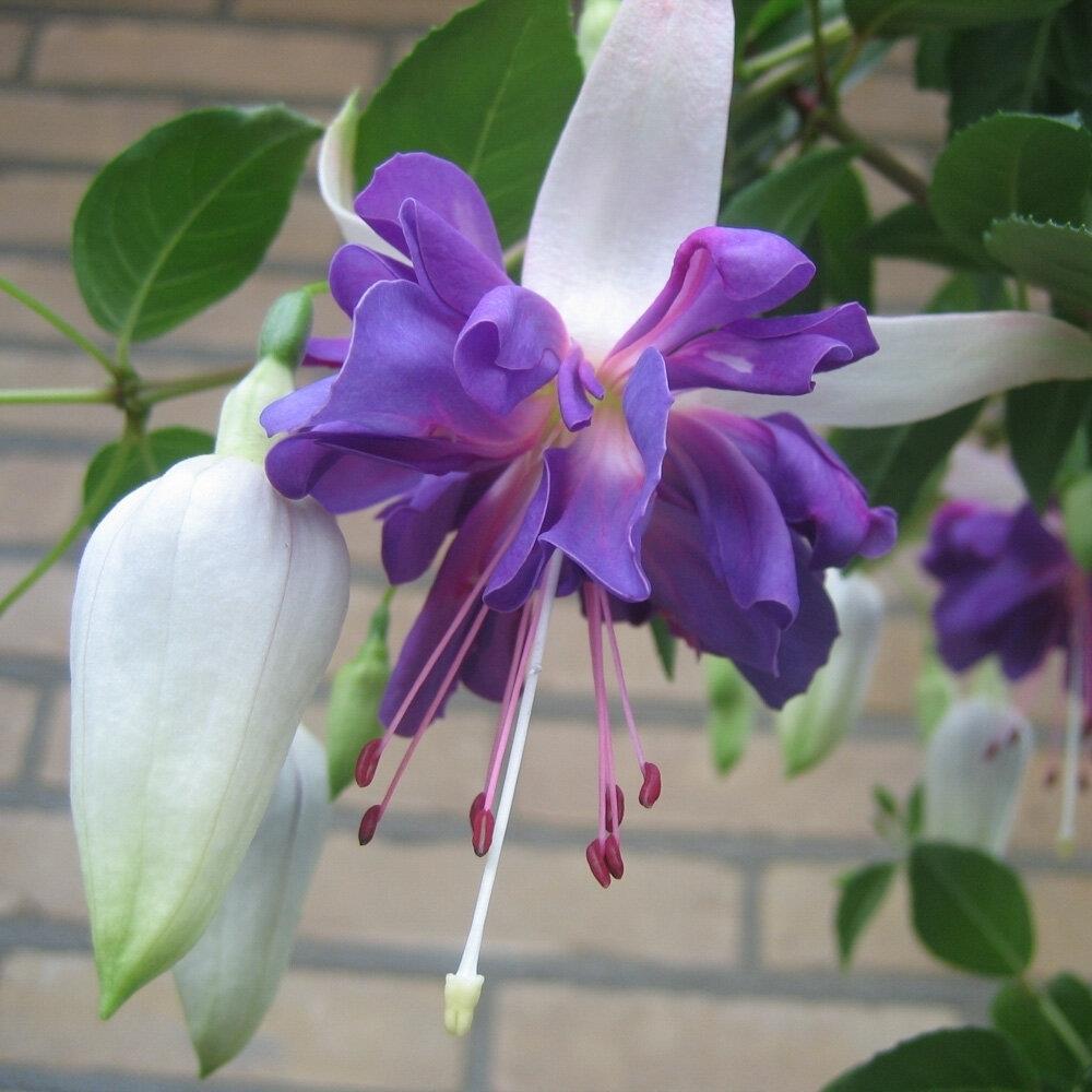 Fuchsia 'Blue Mirage' X5