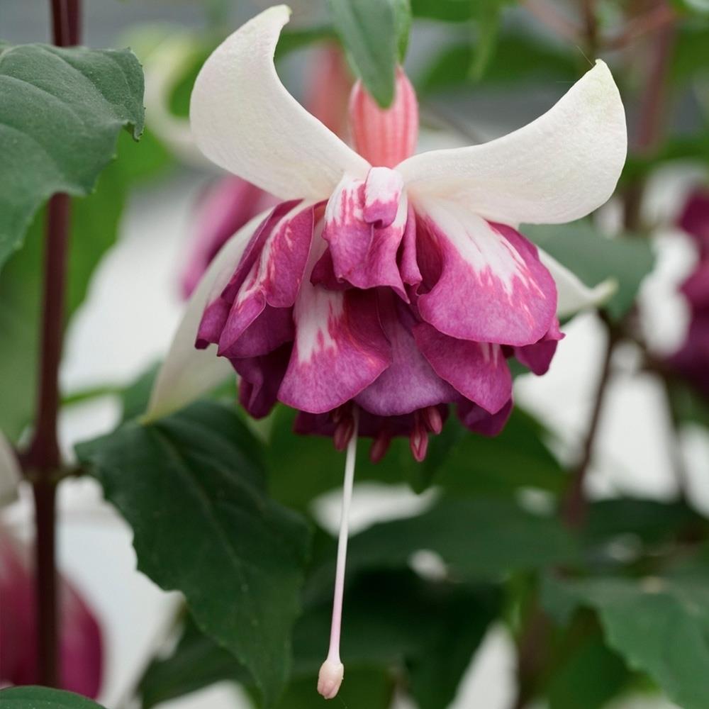 Fuchsia 'Flying Scotsman' X5