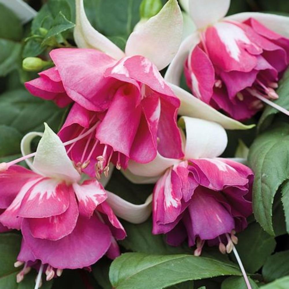 Fuchsia 'Flying Scotsman' X5
