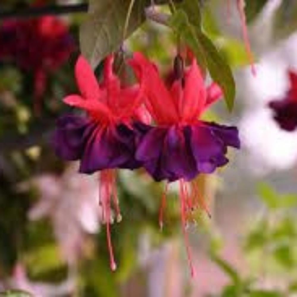 Fuchsia 'Maori Maid' X5