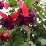 Fuchsia 'Maori Maid' X5
